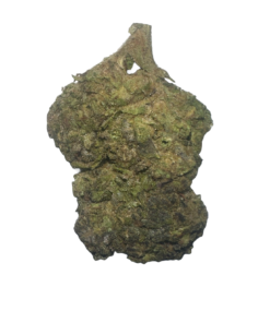 obama runtz