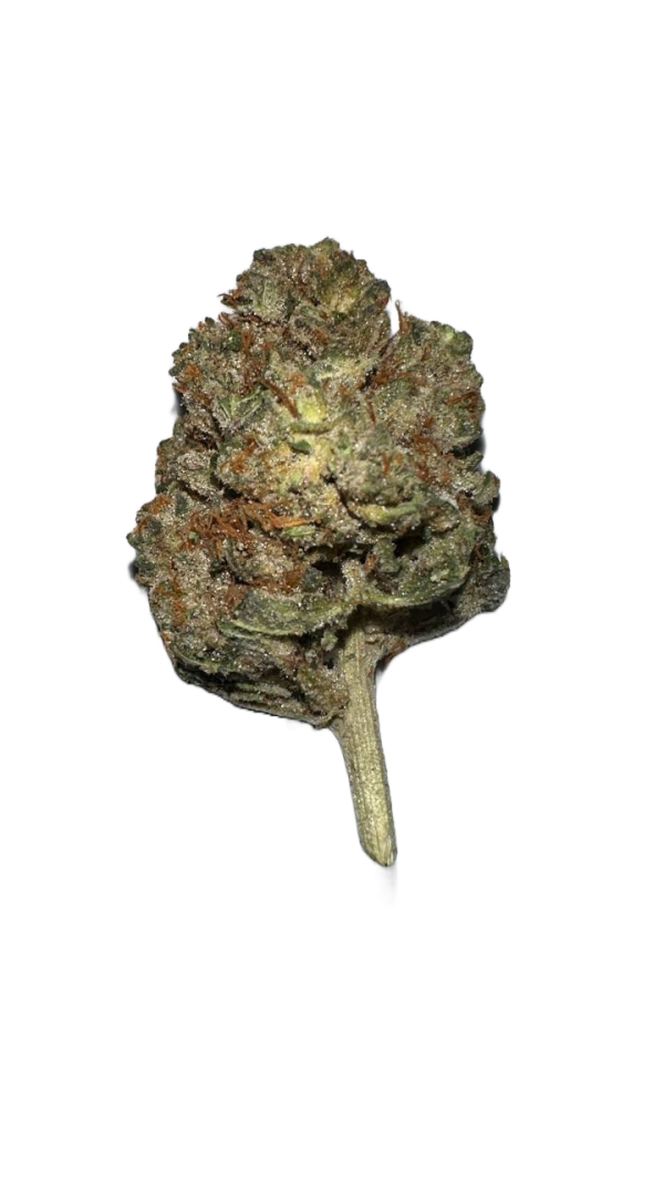 img_0028-600x1067 stardawg strain